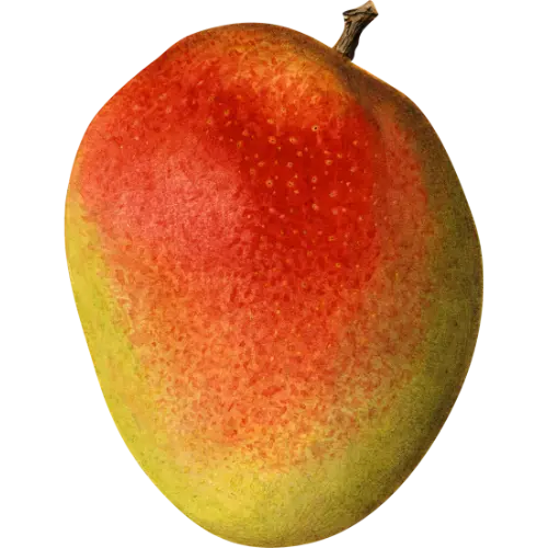 Mango | Greensphere Global