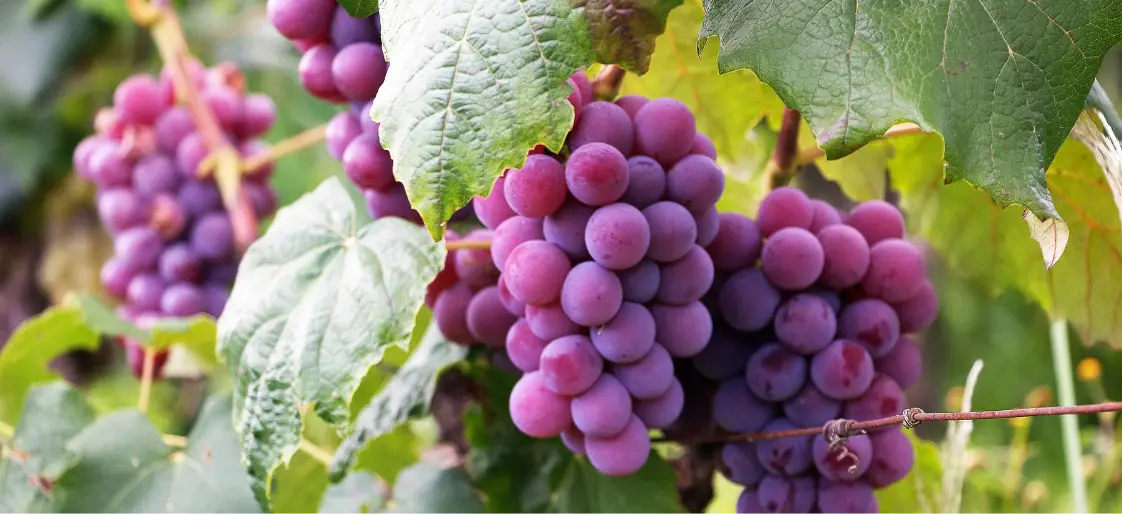 Grapes | Greensphere Global Grapes | Greensphere Global